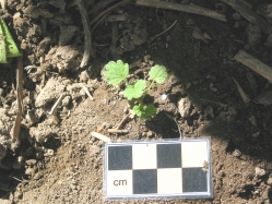 henbit, henbit deadnettle (Lamium amplexicaule)